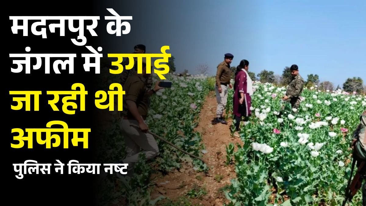 मदनपुर के जंगल में अवैध अफीम की खेती को पुलिस ने किया नष्ट, 2 एकड़ में उगाई गई थी अफीम