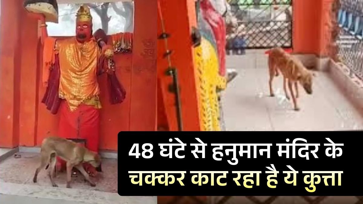 Bijnor Dog Viral Video: बिजनौर हनुमान मंदिर में कुत्ता 48 घंटे बिना रुके परिक्रमा, अनोखे भक्त का चमत्कार