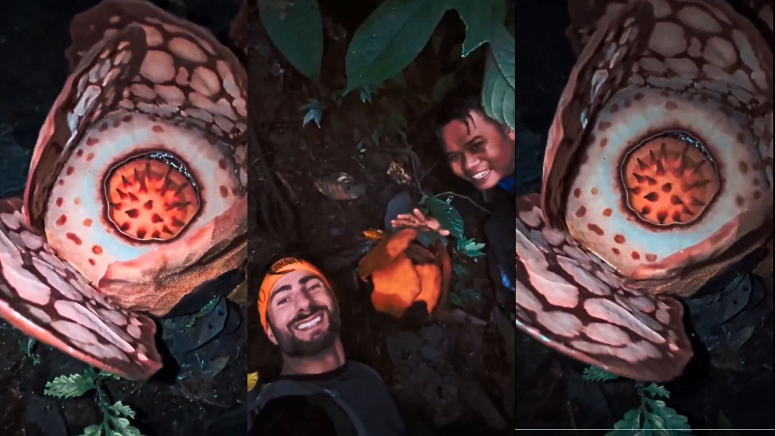 13 वर्षों से खोज रहे फूल मिलने पर आंख से आंसू छलक पड़े इंडोनेशिया के वैज्ञानिक Septian Andrikith का, देखिये वीडियो