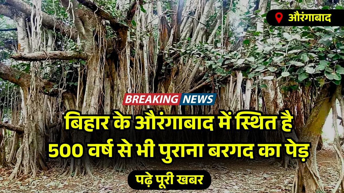 औरंगाबाद में स्थित है देश का सबसे पुराना बरगद का पेड़, 500 वर्ष से ज्यादा है इसकी उम्र