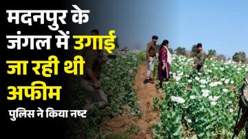 मदनपुर के जंगल में अवैध अफीम की खेती को पुलिस ने किया नष्ट, 2 एकड़ में उगाई गई थी अफीम