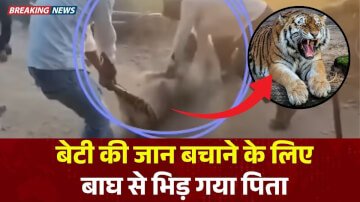 Viral News: बेटी की जान बचाने के लिए बाघ से भिड़ गया पिता, साहस देखकर लोग रह गए आश्चर्य