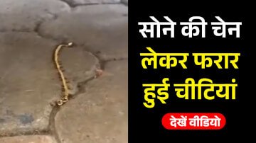 Viral Video: सोने की चेन लेकर फरार हुई चीटियां, मीठा खाने की शौकीन रखने वाले चीटियों को लगा गहने का शौक, वायरल हो रहा है वीडियो