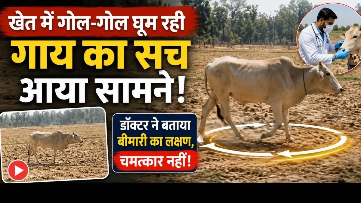 खेत में गोल-गोल घूम रही गाय का सच आया सामने, डॉक्टर ने बताया बीमारी का लक्षण, चमत्कार नहीं