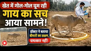 खेत में गोल-गोल घूम रही गाय का सच आया सामने, डॉक्टर ने बताया बीमारी का लक्षण, चमत्कार नहीं