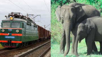 राजधानी एक्सप्रेस के चपेट में आने से आठ हाथियों की हुई मौत, ट्रेन के डब्बे पटरी से उतरे नीचे