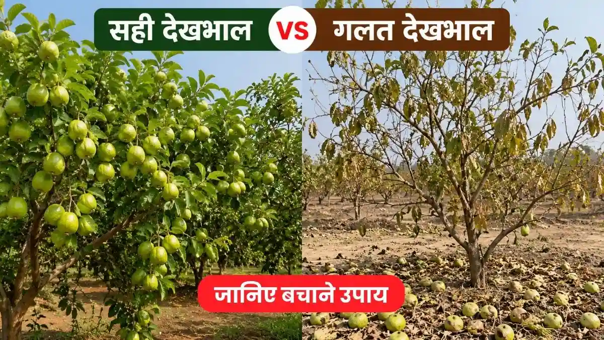 अमरूद के छोटे फल झड़ने से हैं परेशान? अपनाएं ये 5 वैज्ञानिक तरीके, पेड़ों पर लद जाएंगे फल