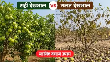 अमरूद के छोटे फल झड़ने से हैं परेशान? अपनाएं ये 5 वैज्ञानिक तरीके, पेड़ों पर लद जाएंगे फल