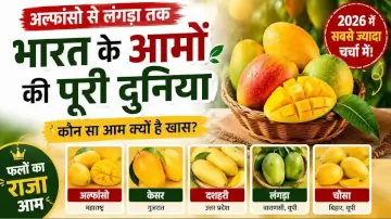 Mango Varieties in India: भारत के इन 5 आमों की दुनिया है दीवानी, अल्फांसो से चौसा तक जानिए किसकी क्या है खासियत