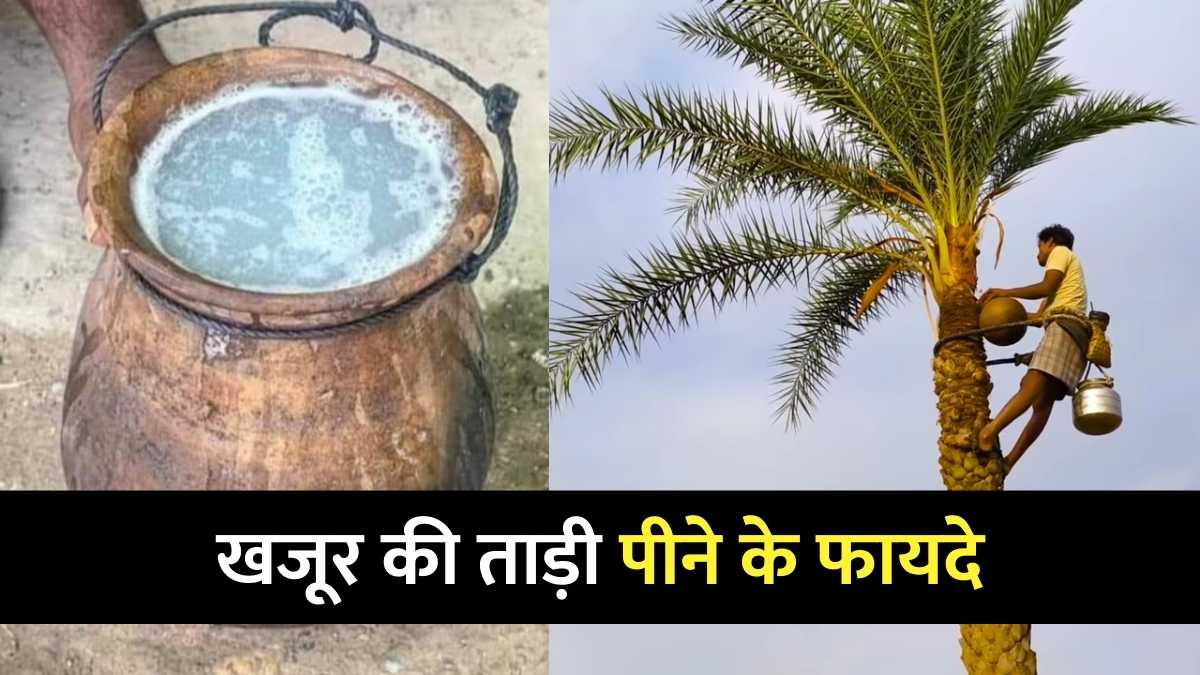 खजूर की ताड़ी: परंपरा, निकालने की विधि और इसके बेमिसाल फायदे