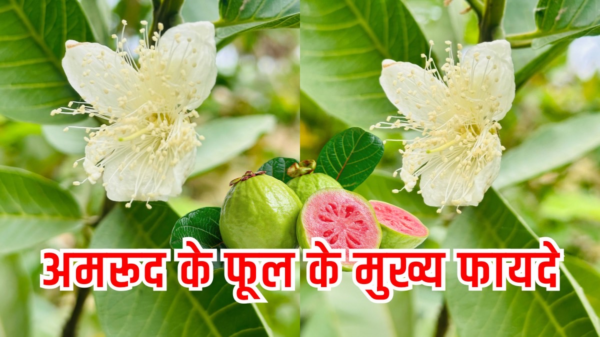 Miraculous Benefits of Guava flowers: अमरूद ही नहीं, इसके फूल भी है बीमारियों के लिए रामबाण जानिए क्या है इसके फायदे
