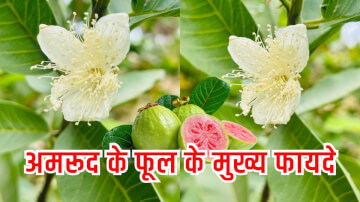 Miraculous Benefits of Guava flowers: अमरूद ही नहीं, इसके फूल भी है बीमारियों के लिए रामबाण जानिए क्या है इसके फायदे