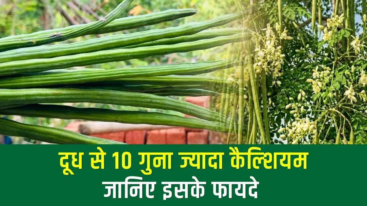 दूध से 10 गुना ज्यादा कैल्शियम! आज ही डाइट में शामिल करें यह 'जादुई' पेड़, बीमारियां रहेंगी कोसों दूर।