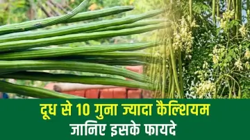 दूध से 10 गुना ज्यादा कैल्शियम! आज ही डाइट में शामिल करें यह 'जादुई' पेड़, बीमारियां रहेंगी कोसों दूर।