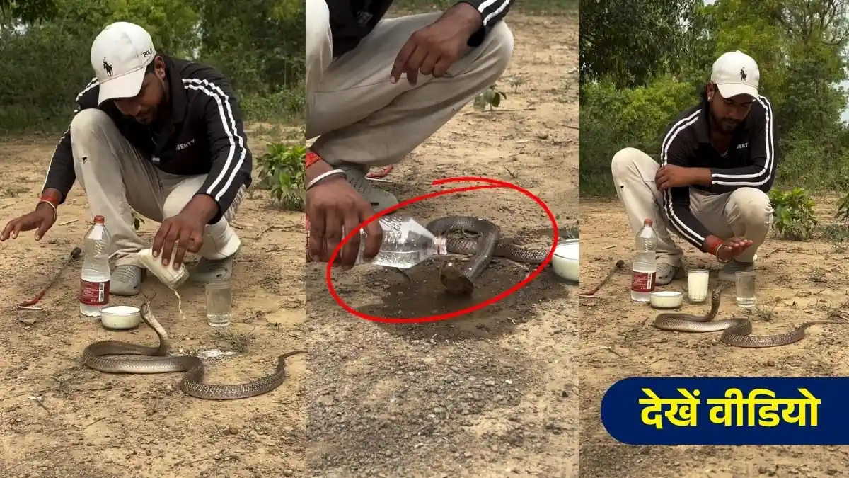 Viral Video Nag Panchami:  नाग पंचमी पर नाग को दूध क्यों नहीं पिलाना चाहिए? वायरल वीडियो ने खोली बड़ी सच्चाई