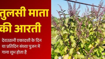 Tulsi Ji Ki Aarti Lyrics In Hindi: जय जय तुलसी माता, मैया जय तुलसी माता
